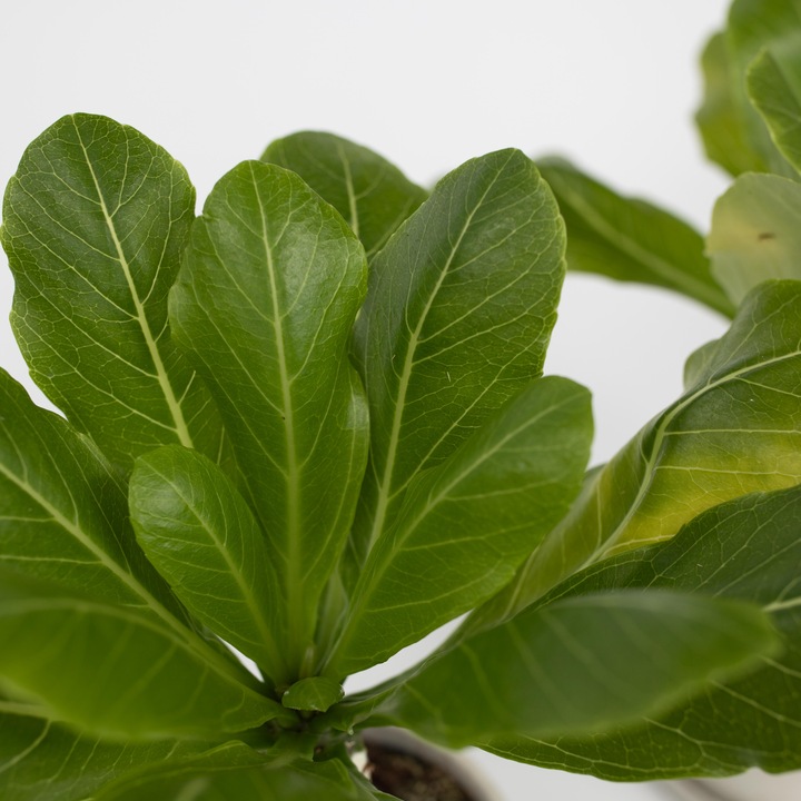 Actual product image Plant in a Box Brighamia Insignis - Set of 2 Alula Hawaiian Palm Tree (25 cm)