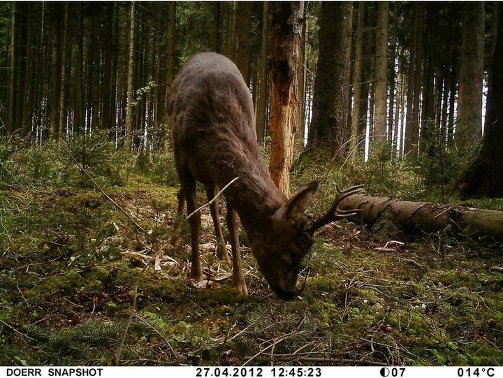 Produktbild Dörr IR Snapshot Mini 5.0