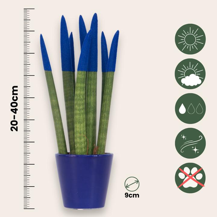Produktbild Plant in a Box Sansevieria Cylindrica - Zylindersansevieria Velvet Touch (35 cm)
