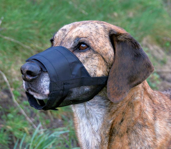 Image du produit Trixie Muzzle (M, Chien, Promenade)