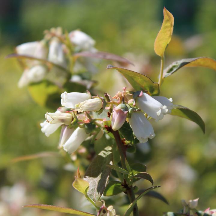 Actual product image Zulauf High Blueberry (50 cm)