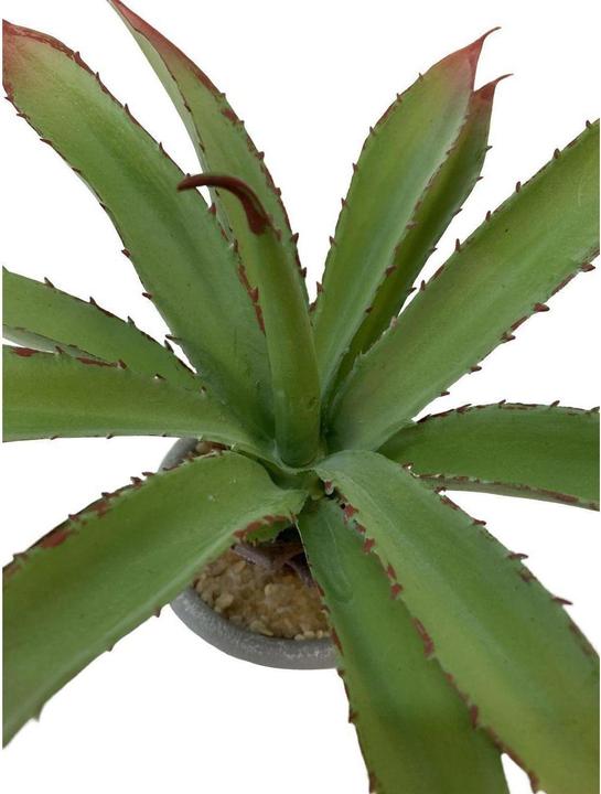 Immagine prodotto Botanic-Haus Aloe in vaso (20 cm)