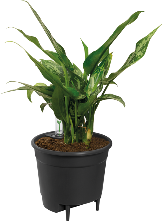 Actual product image Elho Self-irrigation systems