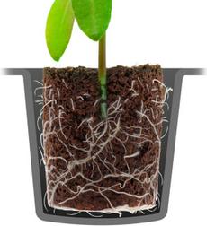 Image du produit Root!t ROOTiT Cubes de culture, sans tourbe, plateau de 24 pièces