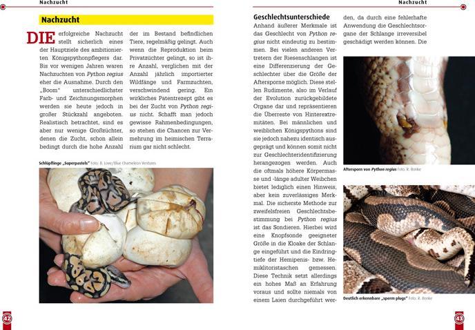 Produktbild Der Königspython (Deutsch, René Bonke, 2023)