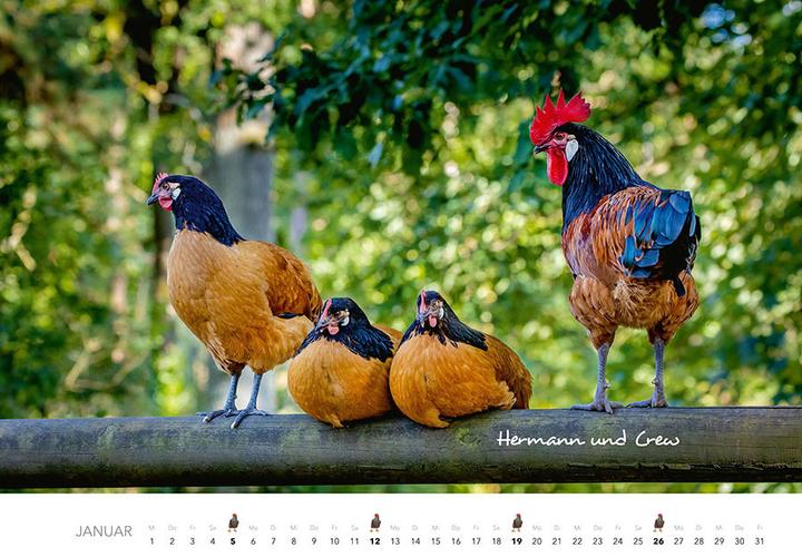 Produktbild Hühner Kalender 2025 (Harter Einband, Deutsch)