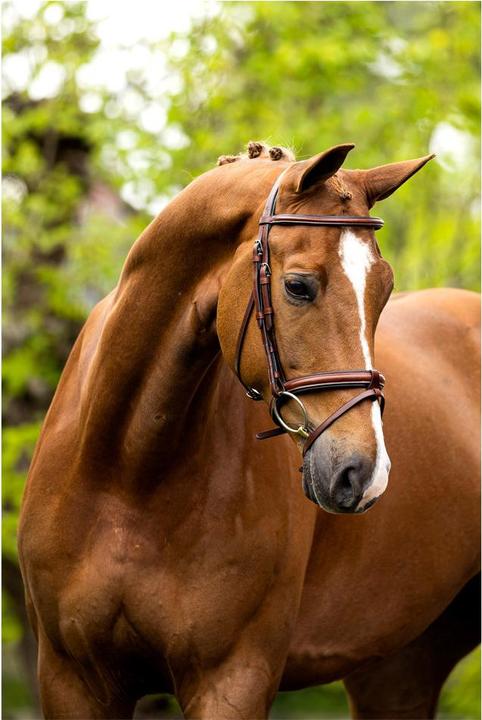 Produktbild BR Equestrian Equipment Kendal