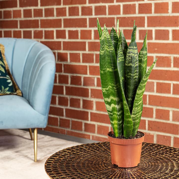 Produktbild Flowerbox Bogenhanf - Sansevieria trif. Black Coral