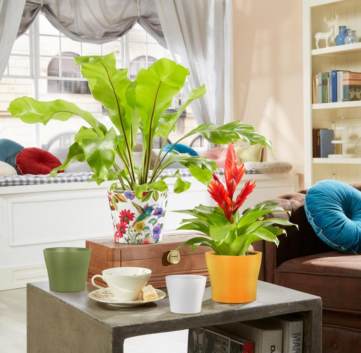 Actual product image Scheurich Ceramic planter (13 x 11.20 cm)