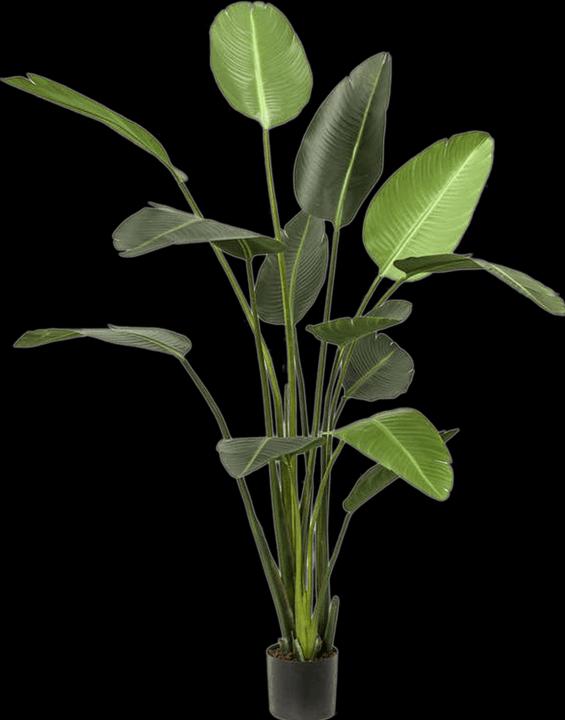 Image du produit Baq Design Strelitzia Tuff (190 cm)