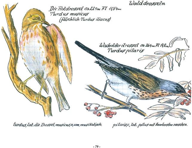 Produktbild Das Vogel-Album. 1950 (Deutsch, Christiane Habermalz, Karl Wenzel, 2021)