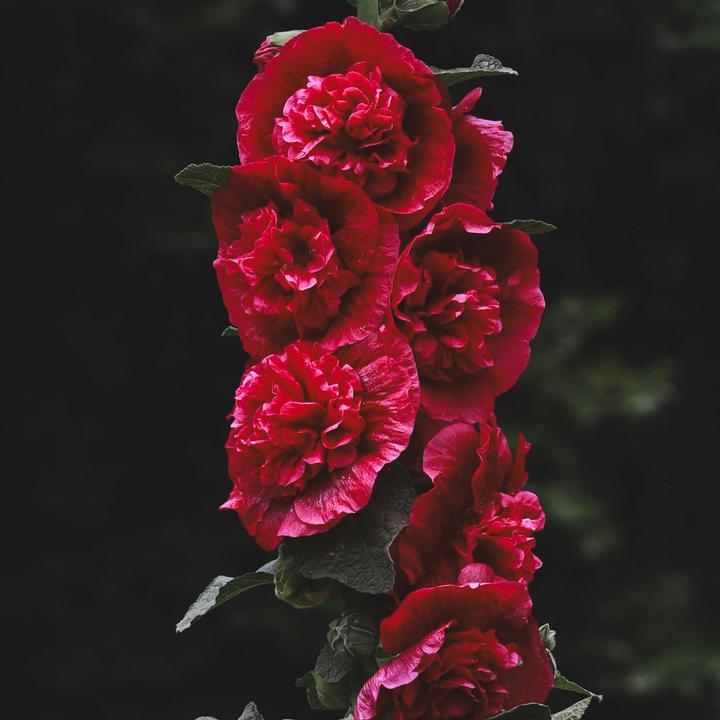 Immagine prodotto Plant in a Box Alcea rosea 'Spring celebrities' Rosso cremisi, limone, viola - miscela di 3 esemplari (25 cm)