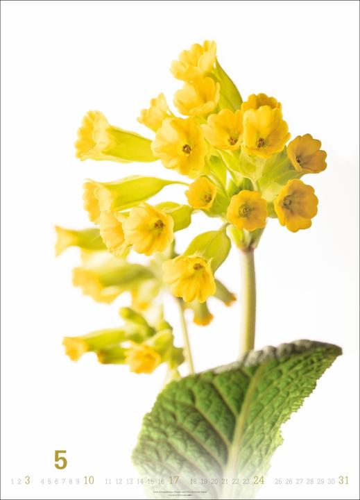 Produktbild Blütenbilder Kalender 2026 (49 x 68 cm)