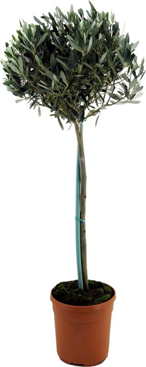 Actual product image Plant in a Box Olea europaea - Olivenbaum (155 cm)