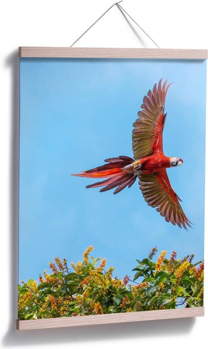 Image du produit Trenddeko Colombo - Perroquet en vol (50 x 60 cm)