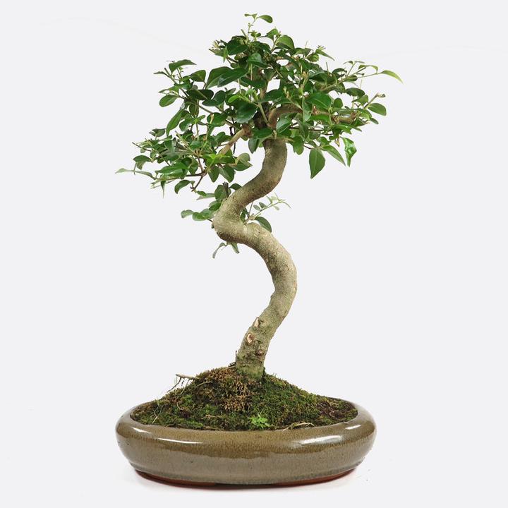 Image du produit Bonsai.ch Ulmus Chinesische Ulme