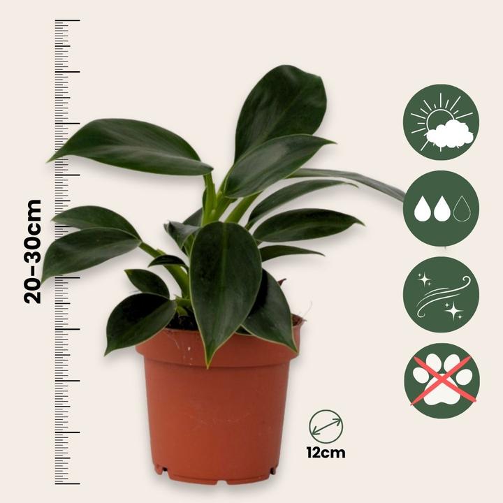 Produktbild Plant in a Box Philodendron 'Green Princess' - Baumfreund (20 cm)