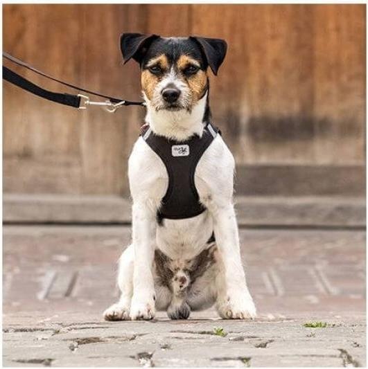 Produktbild Curli Vest Hundegeschirr Clasp Softshell Schwarz XS (XS, Hund)