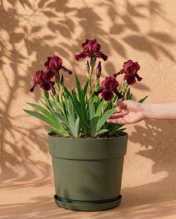 Produktbild feey Iris (rot) (100 cm)