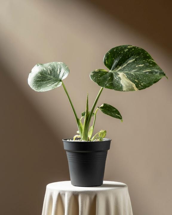Produktbild feey Monstera 'Thai Constellation' (30 cm)