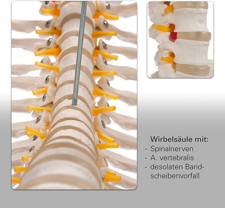 Image du produit Togu Squelette d'écolier 178 cm