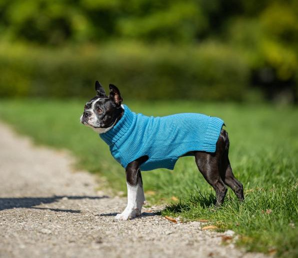 Actual product image Chiara Ellie (Dog jumper)