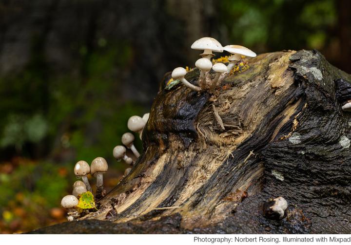 Produktbild Nanlite MixPad II 11C (Studioleuchte)