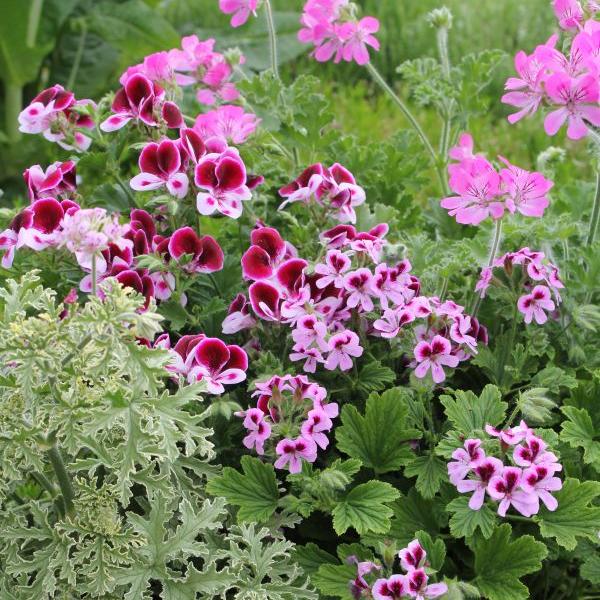 Actual product image Säntispracht The Scented Geranium with Essential Aromas - Pelargonium hybrida (60 cm)