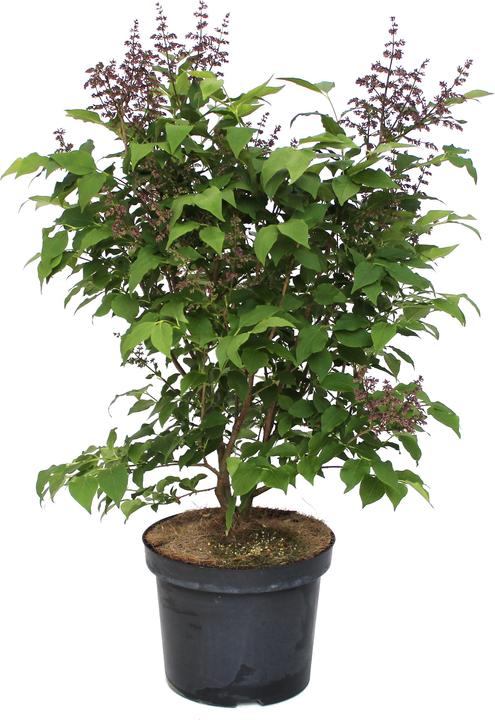Image du produit Zulauf Lilas (70 cm)