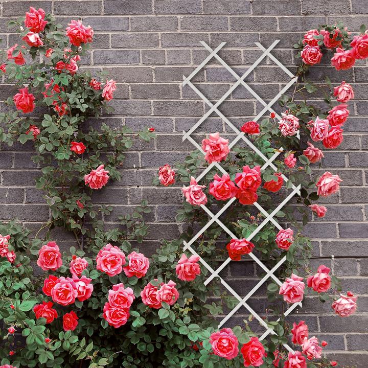 Image du produit Relaxdays 3x treillis (1 cm, 60 cm)