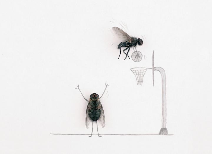 Produktbild Das geheime Leben der Fliegen (Deutsch, Magnus Muhr, 2011)