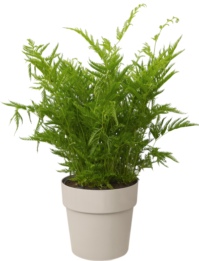 Produktbild Elho b.for original (16 cm)