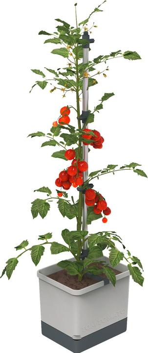 Gusta Garden Tom Tomato (35 cm)