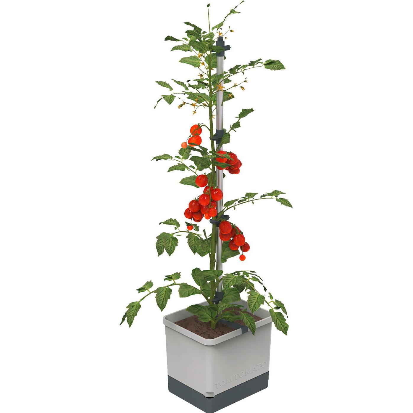 Gusta Garden, Blumentopf, Tom Tomato (35 cm)