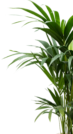 Immagine prodotto Baq Design Kentia Howea forsteriana & Baq Gradient Lee (140 cm)