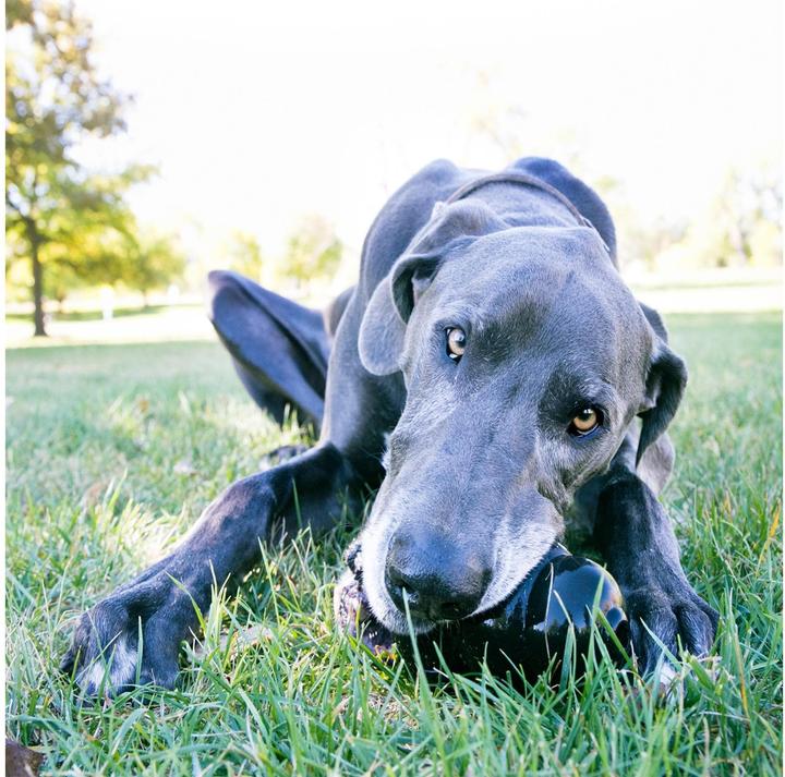 Image du produit KONG Extrême (Apporter, Jouet à mâcher pour chien, Jouet alimentaire pour chien)