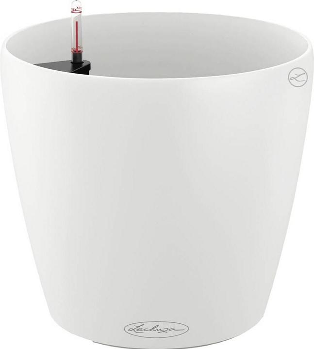 Lechuza Classico Color (21.50 cm)