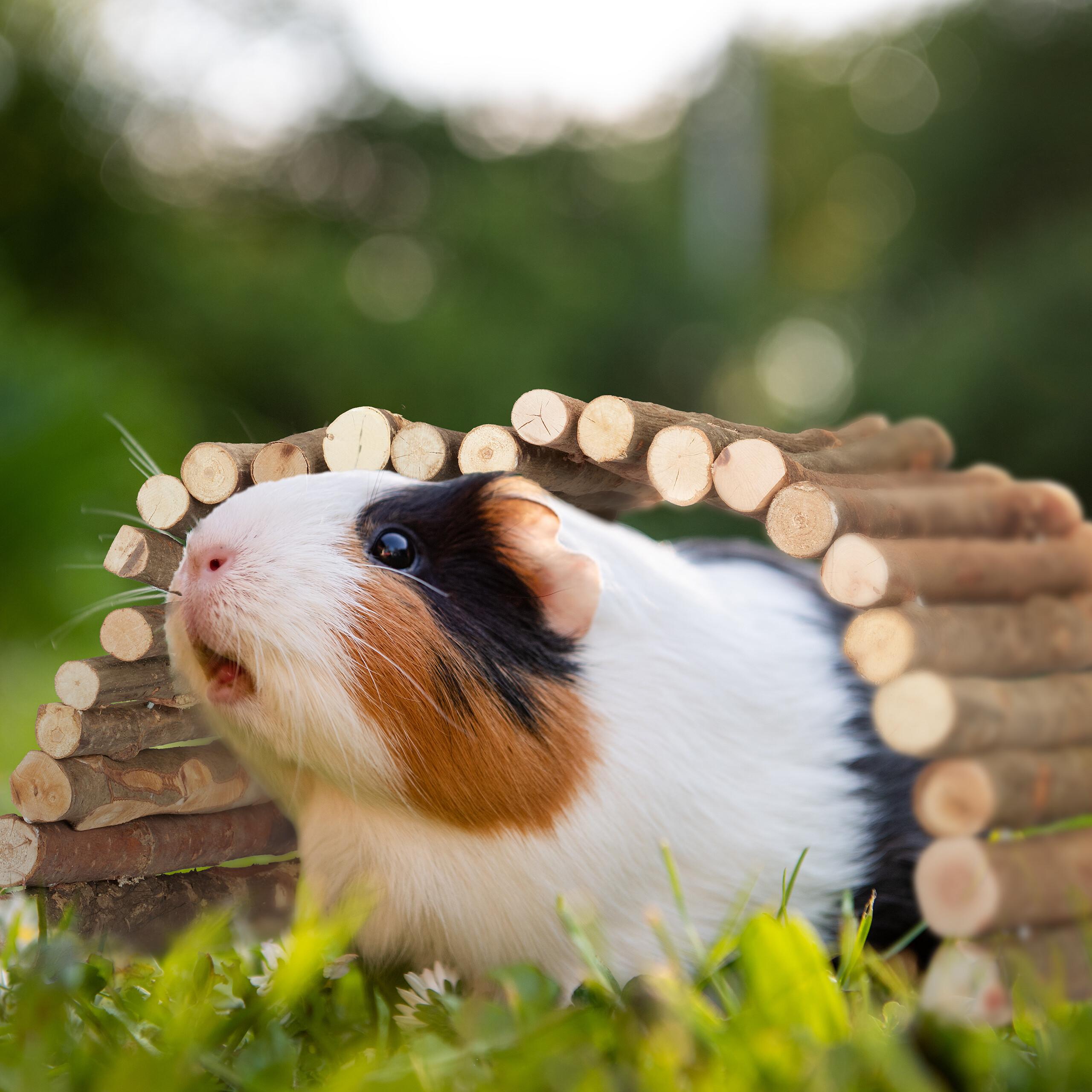Pont en bois pour rongeurs 40 x 65 cm - 10043352-0
