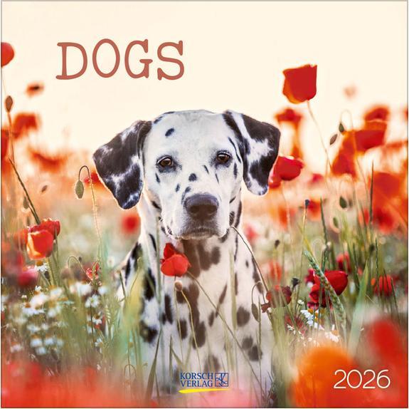 Produktbild Dogs 2026 (30 x 30 cm)