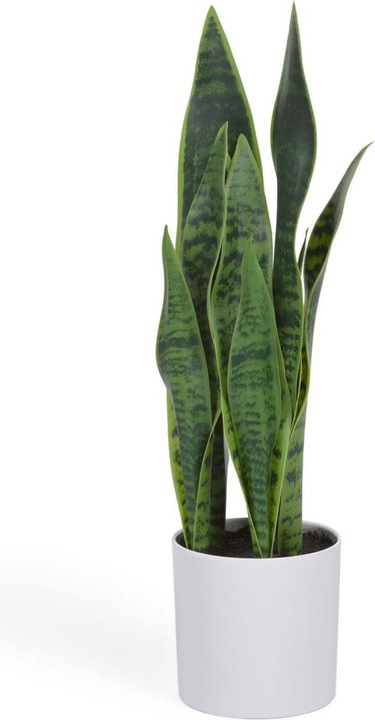 Immagine prodotto Kave Home Sansevieria (55 cm)