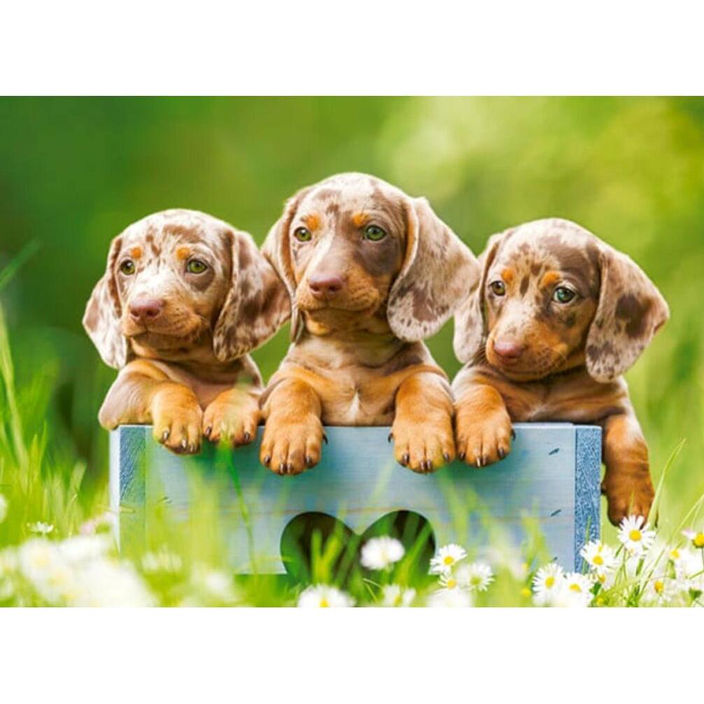 Thumbnail - Castorland Cute Dachshunds, Puzzle 100 Teile (100 Teile)