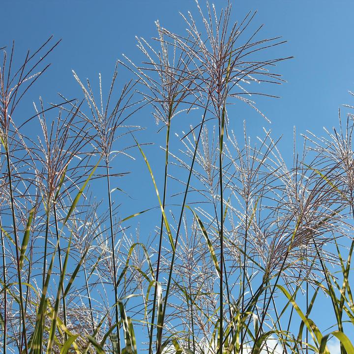 Immagine prodotto Zulauf Canna cinese / Miscanthus si. Zebrino (50 cm)