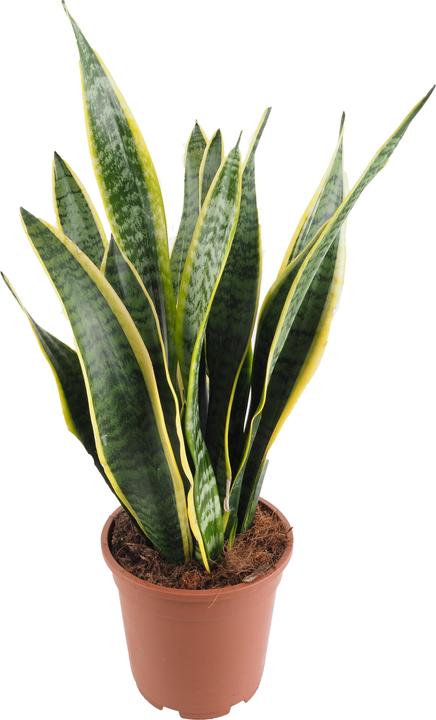 Immagine prodotto Migros Ostschweiz Sanseveria (54 cm)