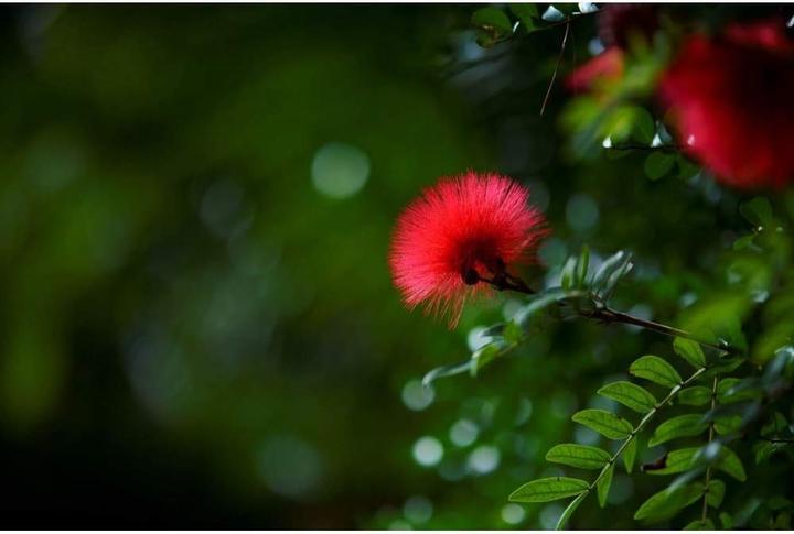 Image du produit Tokina Focale fixe Atx-m 85mm F1.8 FE Sony E-Mount (Sony E, Plein format)