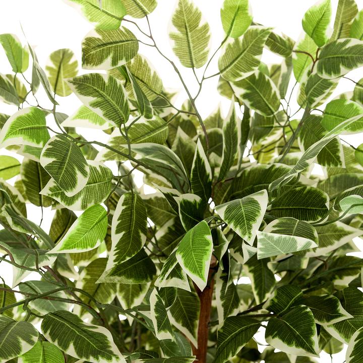 Produktbild Hjh Office Ficus (165 cm)