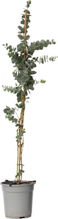 Produktbild Plant in a Box Eucalyptus cinerea 'Silver Dollar' - Silber-Dollar Eukalyptus (110 cm)