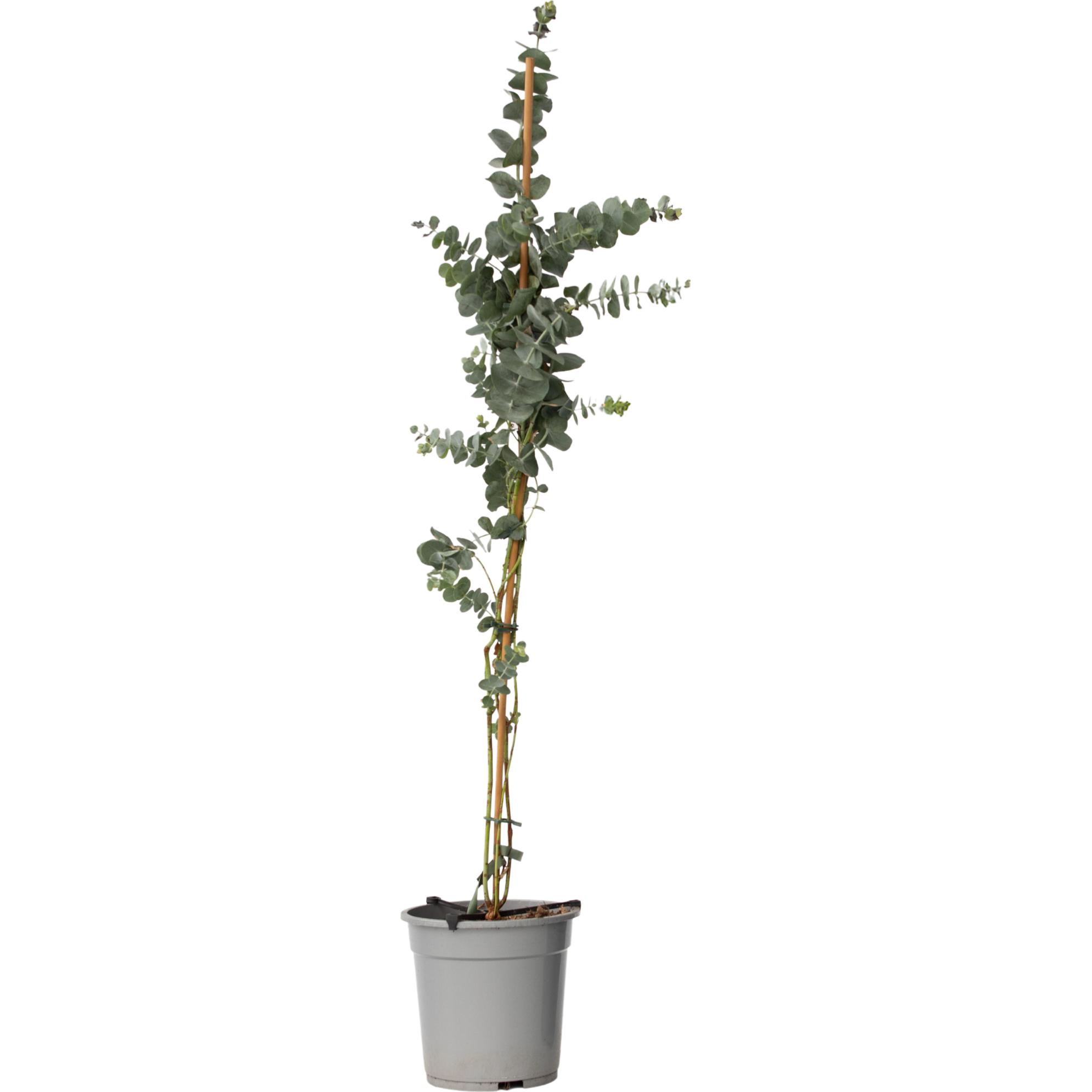 Plant in a Box, Pflanzen, Eucalyptus cinerea 'Silver Dollar' - Silber-Dollar Eukalyptus (110 cm)