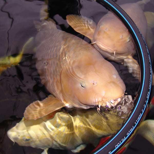 Produktbild Kobre San Futterring