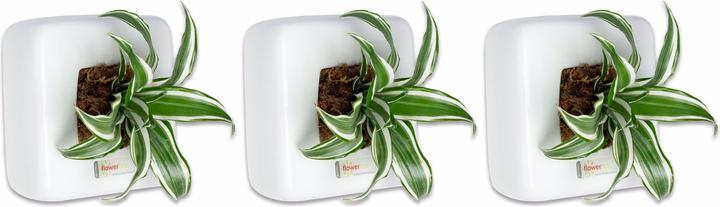 Image du produit Flowerbox Set de 3 plantes murales Box 1