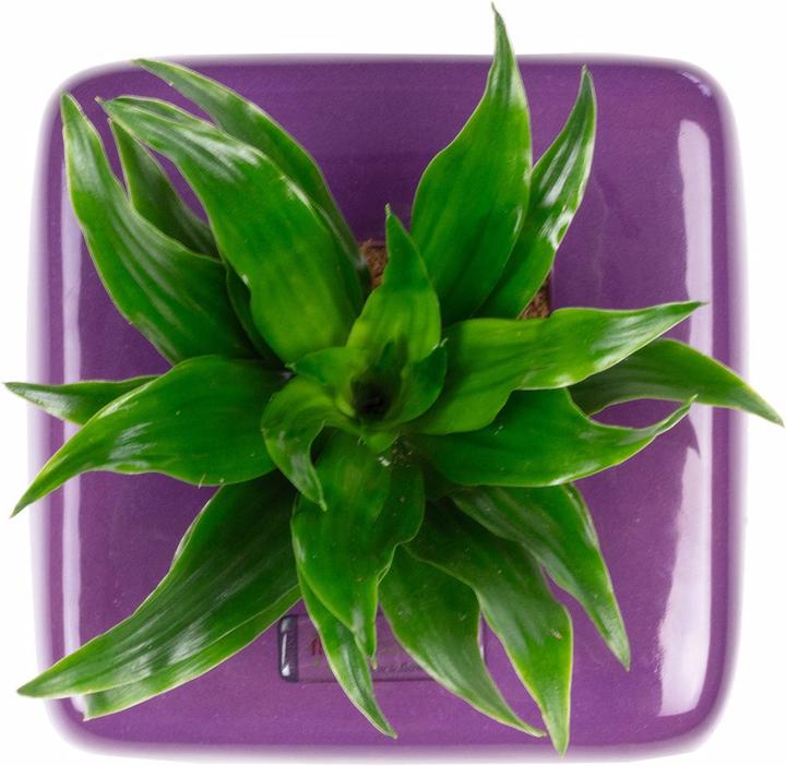 Image du produit Flowerbox Végétalisation des murs Box 1